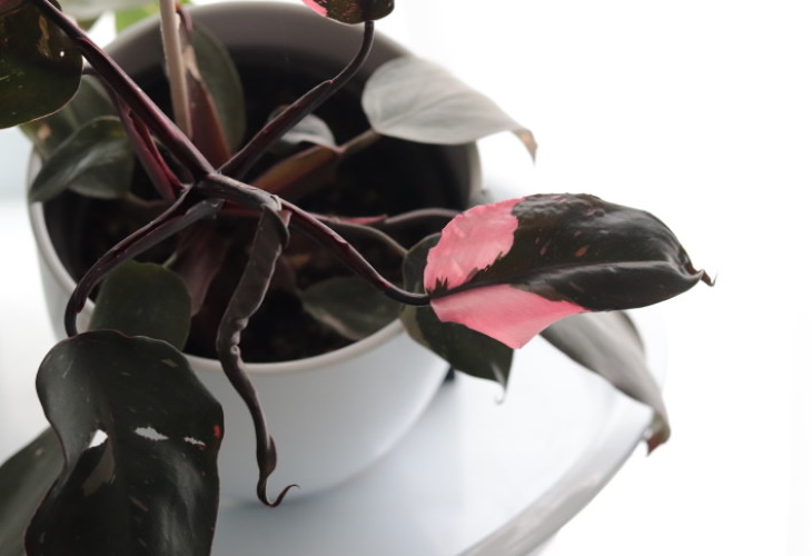 The Priciest Plants Pink Princess (Philodendron erubescens ‘Pink Princess’) $1,000-2,000
