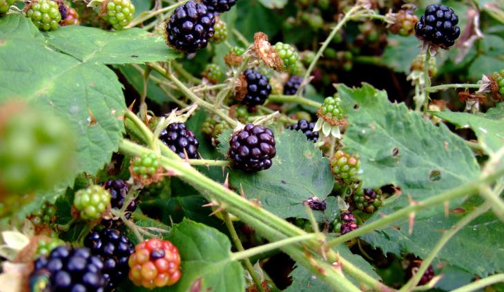 Blackberries and raspberries