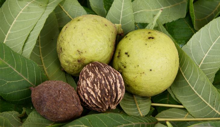 Black walnuts