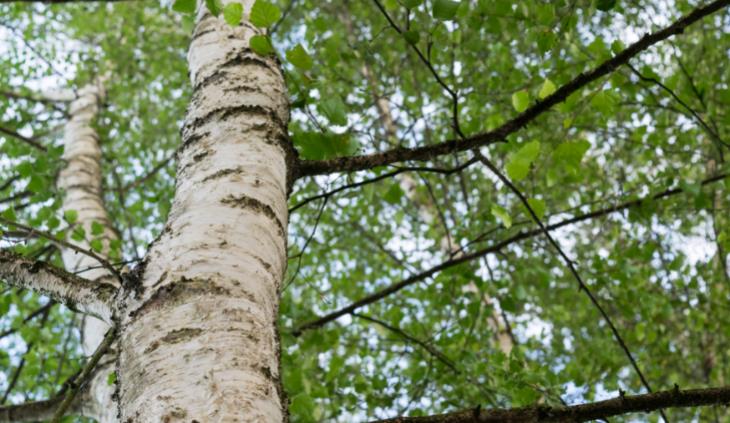 Birch tree