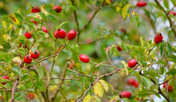 Rose hips