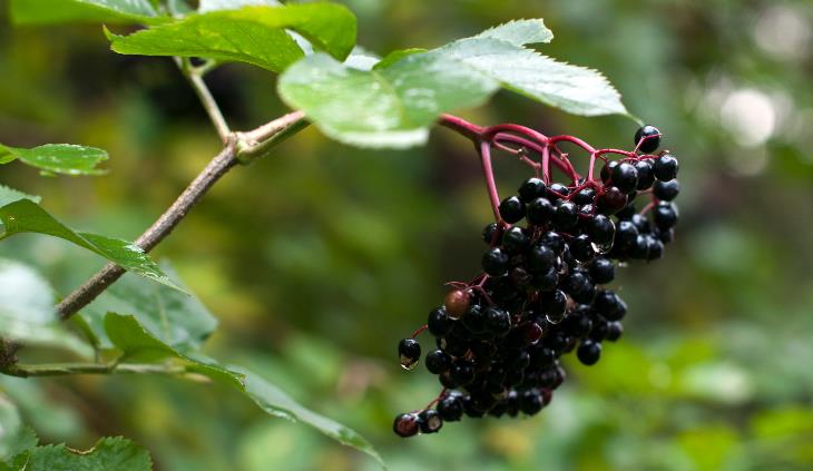 Elderberry