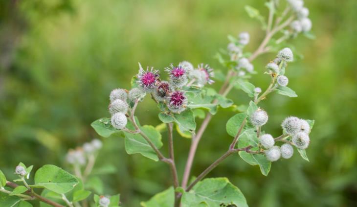 Wild burdock