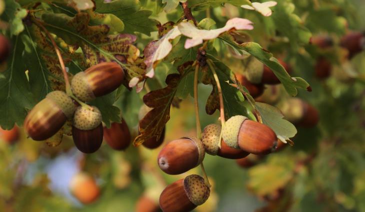 Acorns