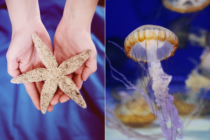 Misnomers Starfish and Jellyfish