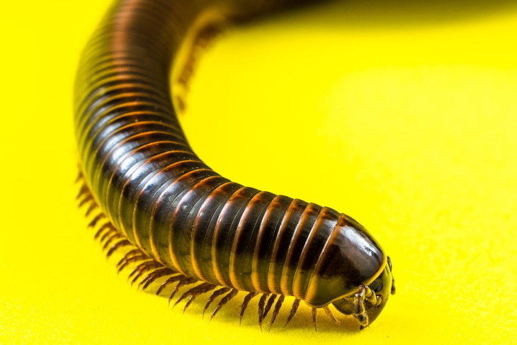 Misnomers Millipede and Centipede