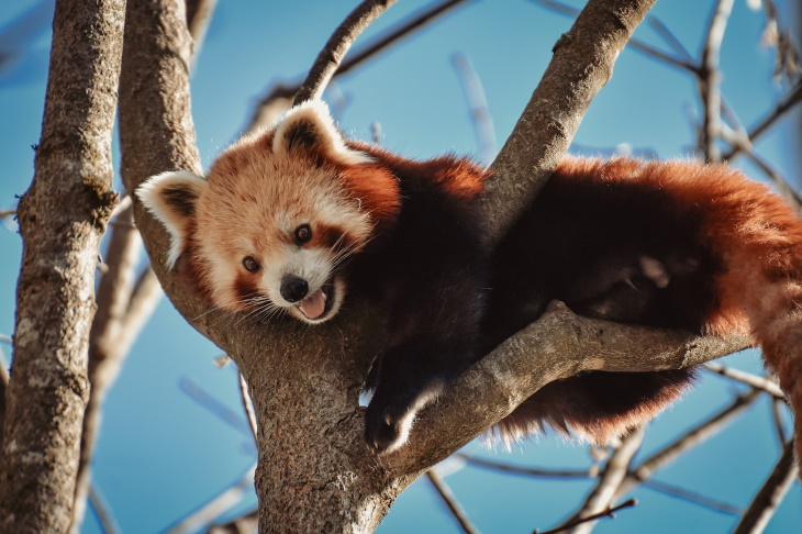 Misnomers Red Panda