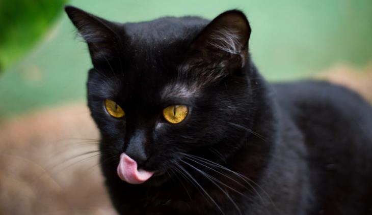 Black cats licking nose