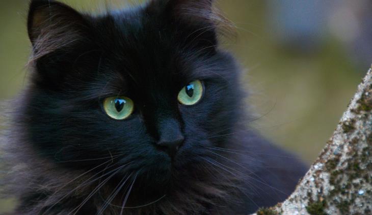 Black cat green eyes