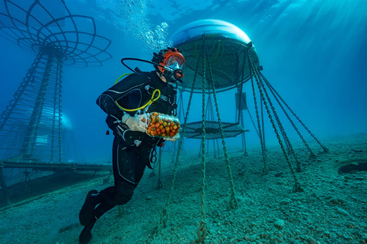 Nemo's Garden - A diver with a crop on the way back to shore