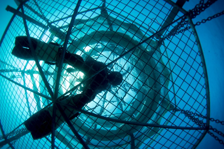 Nemo's Garden - A diver standing on the platform, shot from beneath