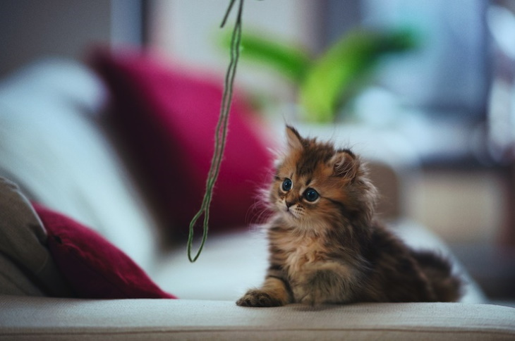 Cute Kittens Hypnotizing