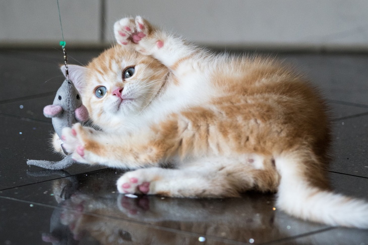 Cute Kittens paws