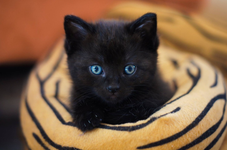 Cute Kittens panther