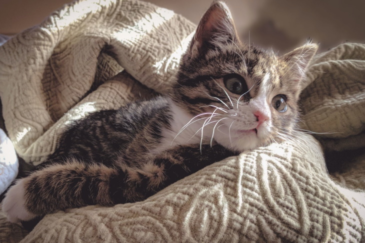 Cute Kittens blanket