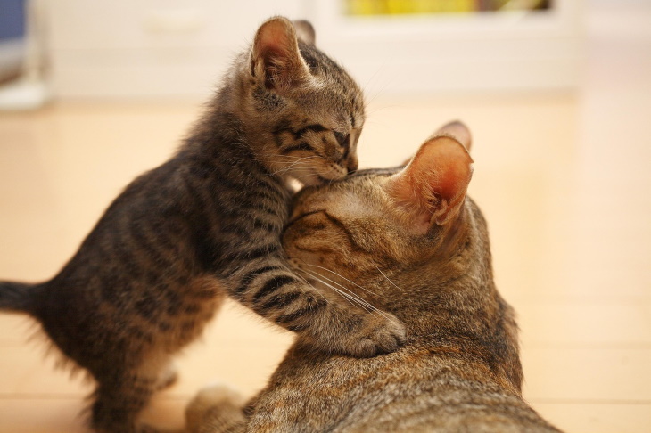 Cute Kittens kiss