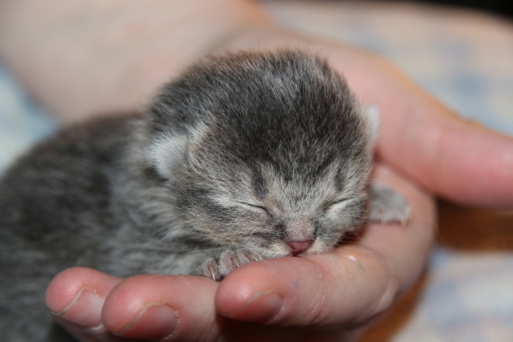 Cute Kittens so tiny, so sweet!