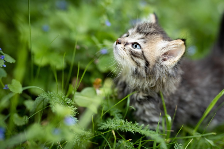 Cute Kittens Sniff