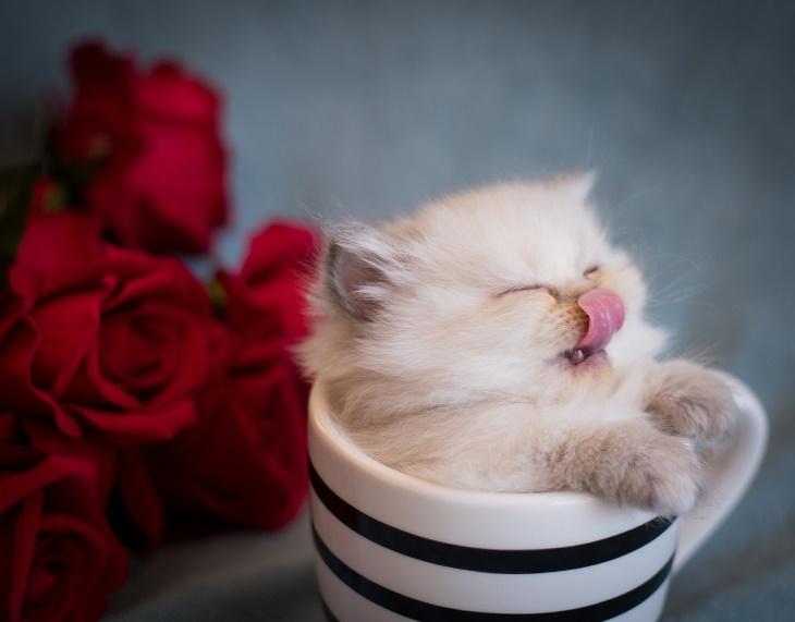 Cute Kittens ca-purr-chino