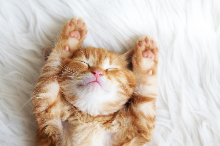 Cute Kittens paws up