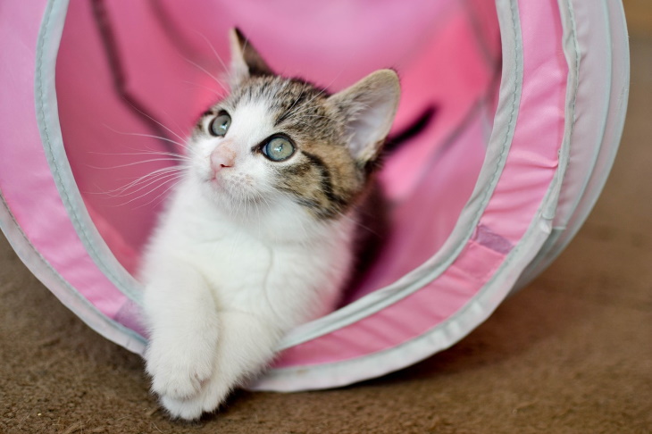 Cute Kittens tunnel