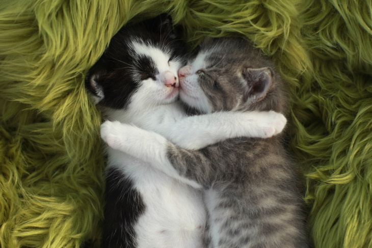 Cute Kittens So cozy!