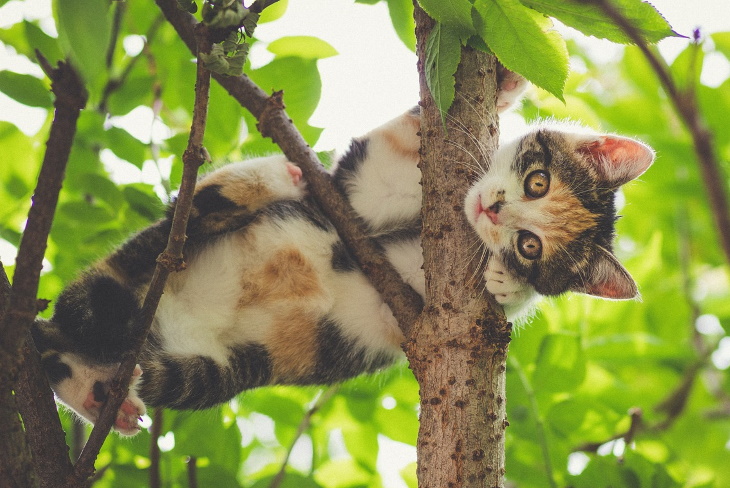 Cute Kittens tree