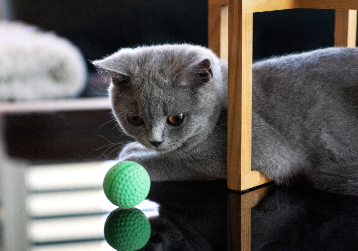 Cute Kittens ball