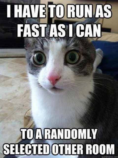 funny cat meme