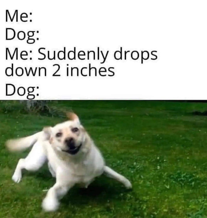 funny dog meme