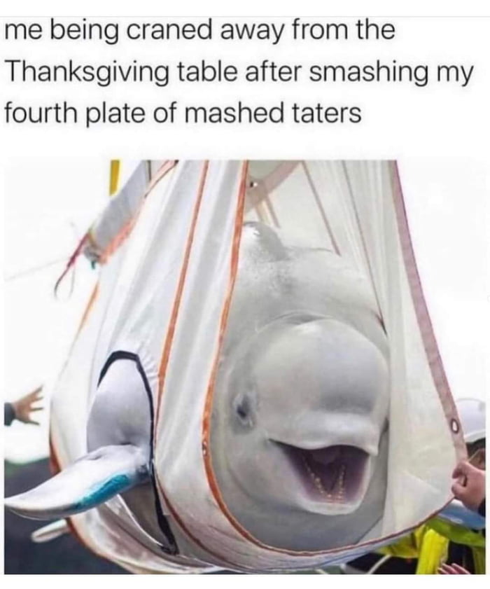 Funny Thanksgiving meme