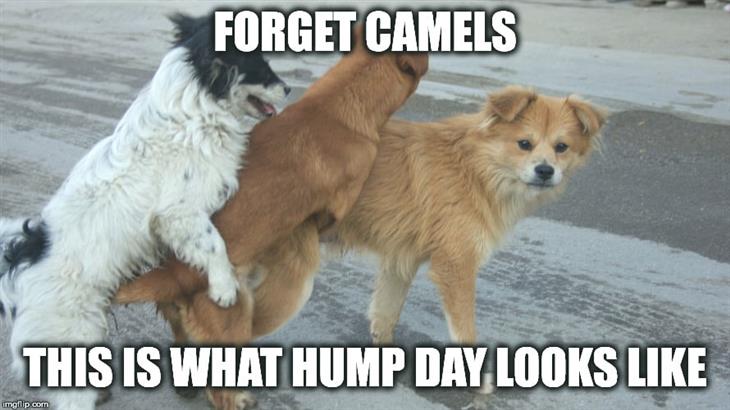 funny hump day meme