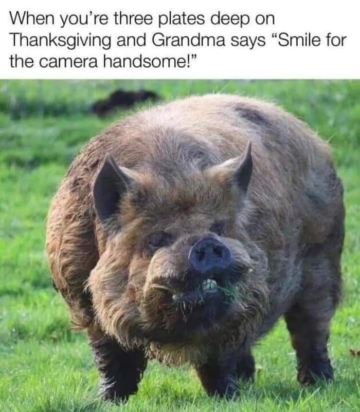 Funny Thanksgiving meme