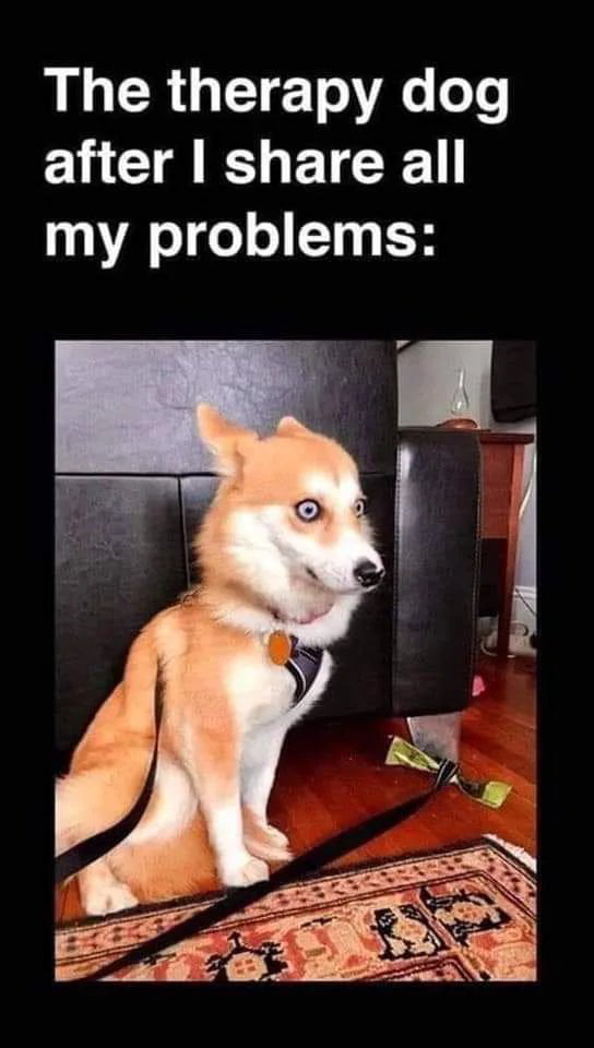 funny dog meme