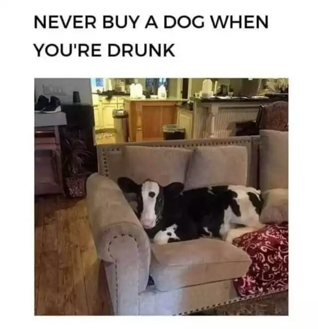 funny dog meme