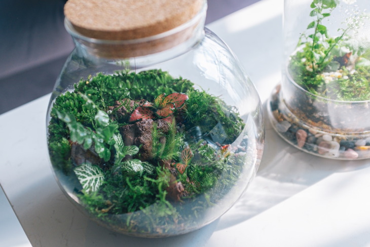 DIY Glass Terrarium cute terrarium