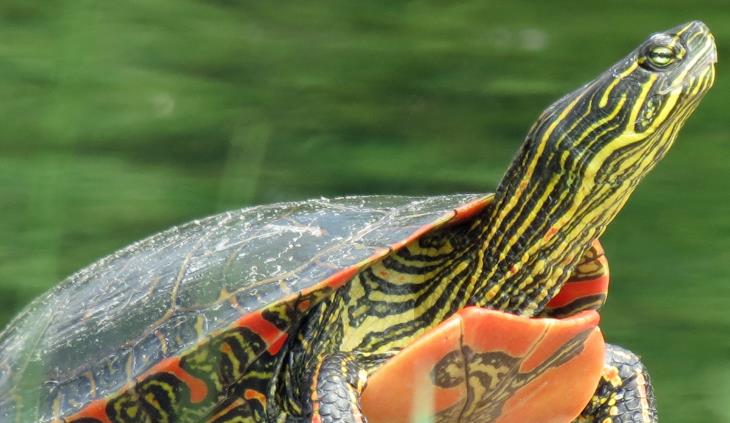 wild animals winter survival - painted turtle