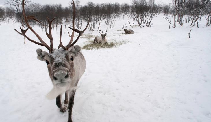wild animals winter survival - deer