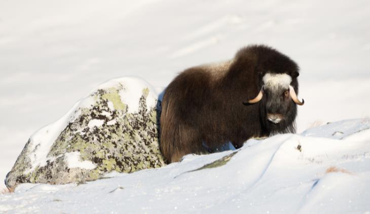 wild animals winter survival - arctic musk ox