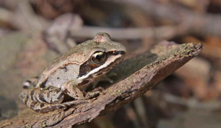 wild animals winter survival - wood frog
