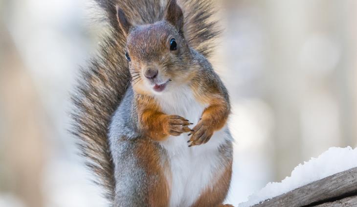 wild animals winter survival - arctic red squirrel 