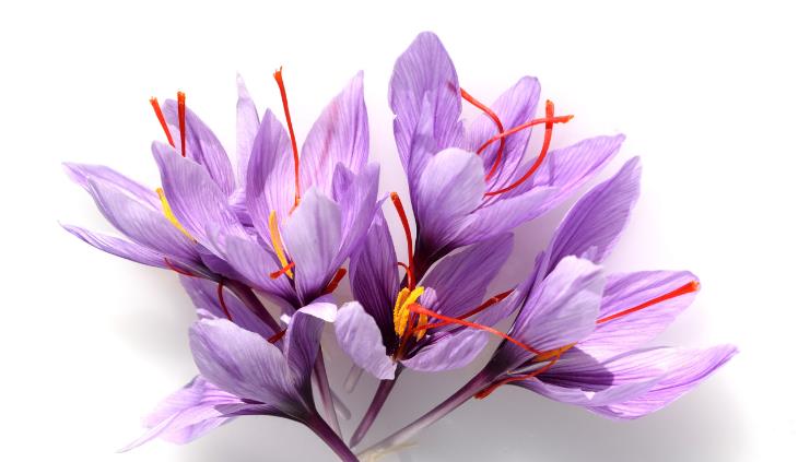 Growing saffron - closeup on flower