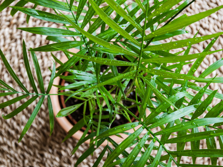 Living Room Plants Parlor Palm (Chamaedorea elegans)