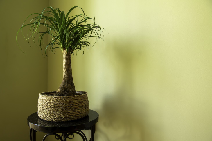 Living Room Plants Ponytail Palm (Beaucarnea recurvata)