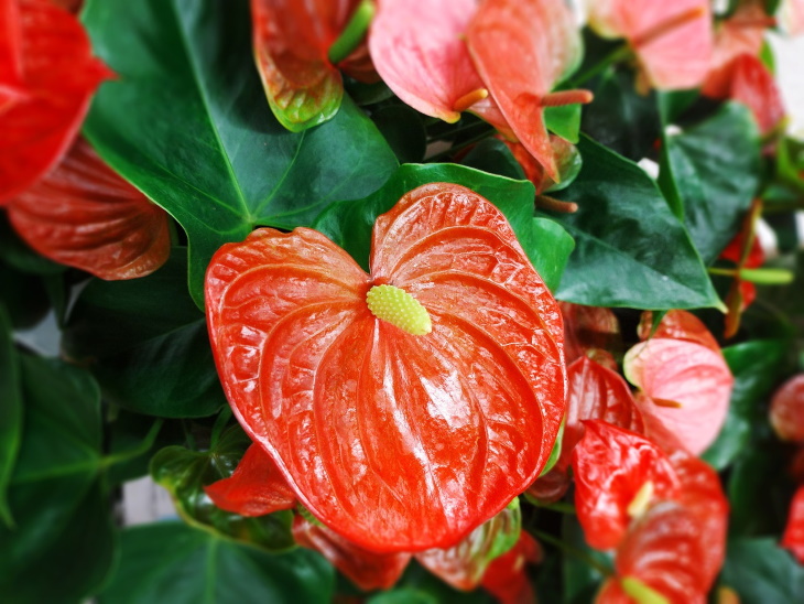 Living Room Plants Anthurium (Anthurium andraeanum)