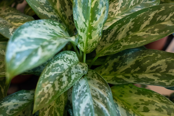 Living Room Plants Chinese Evergreen (Aglaonema)