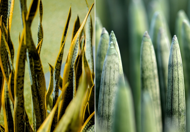 Living Room Plants Snake Plant (Dracaena trifasciata)