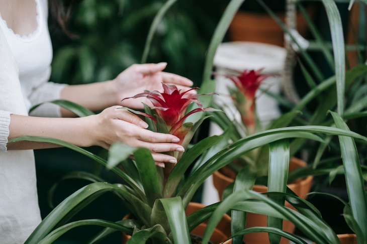 Living Room Plants Bromeliad (Bromeliaceae)