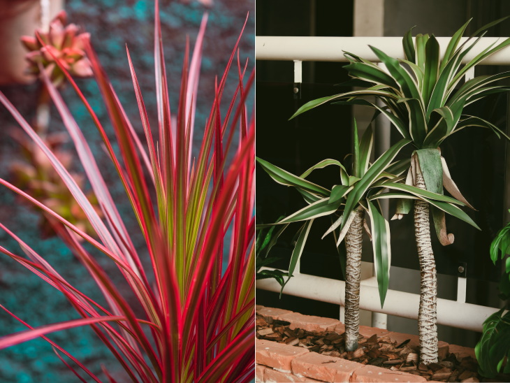 Living Room Plants Dragon tree (Dracaena marginata)