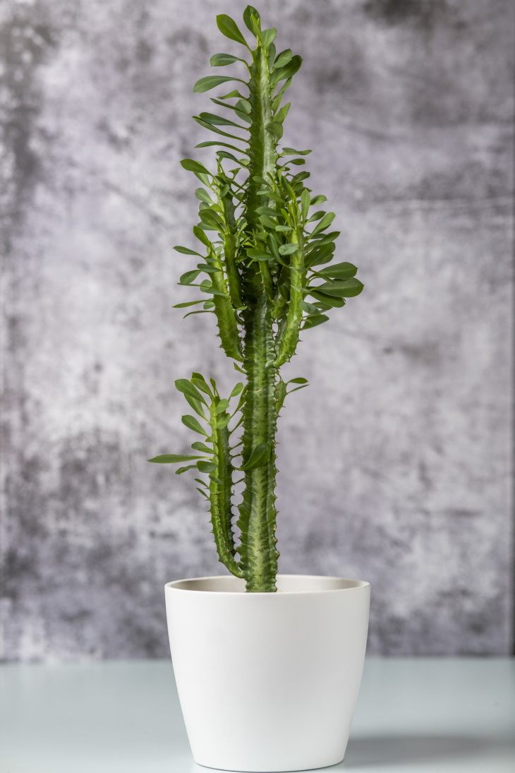 Living Room Plants Candelabra Cactus (Euphorbia trigona)